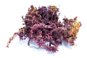 Purple Sea Moss ( Chodrus Crispus )  * Sea Harvested from St. Thomas, Jamaica * - Kulcha Kernel