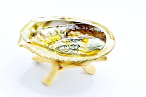 4-5" Abalone Shell w/ wooden stand - Kulcha Kernel